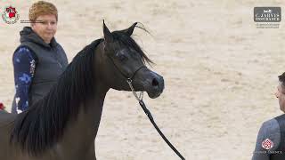 Al Shiraa Arabian Horse Show 2025   Class 2A