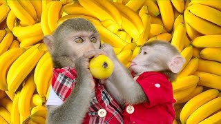 Smart Bim Bim found a lot of bananas And Play With Puppy | Satisfying video Cute Monkey animals