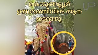 കൊടുങ്ങല്ലൂർ ഉത്സവത്തിനിടെ ആന ഇടഞ്ഞു | പുതുപ്പള്ളി ആർജ്ജുൻ