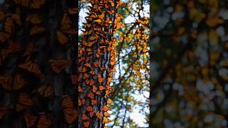 🦋 Beautiful butterfly nature, Monarch Dinaida. #shorts #nature #butterfly #relaxing