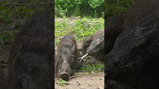 Hog Hog Hog! #animals #viral #wildlife #komodo #komodoisland  #komodoindonesia