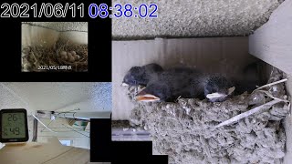 孵化後10日目 2021 ツバメの巣 Swallow's Nest 子育て 観察動画 2021/06/11 20:55～