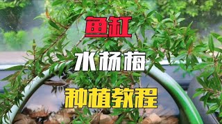 鱼缸里这样种水杨梅，长大后你养只鸟都可以