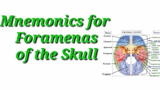 Foramina of the Skull/Mnemonics phrase