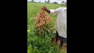 call me 9182470968 Kadiri lepakshi ground nut seed 1812