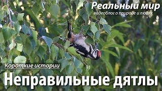 Неправильные дятлы. Большой пёстрый дятел (Dendrocopos major).