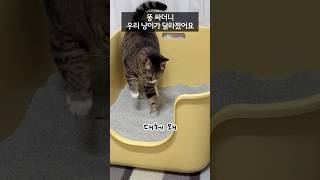 79. 똥 싸더니 우리 냥이가 달라졌어요! My cat changed after poop! #shorts #cat #고양이