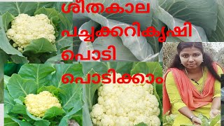 ശീതകാല പച്ചക്കറി കൃഷി പൊടി പൊടിക്കാം |cabbage krishi in Malayalam |cauliflower krishi in Malayalam