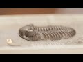 Niles Eldredge: Trilobites and Punctuated Equilibria