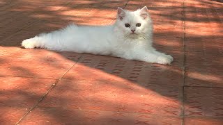 Persian cats available best quality @hyderabadexoticpets1631 7989597904