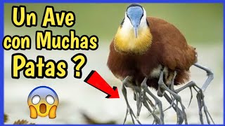 JACANA AFRICANA | Ave con Muchas patas!! EL Pájaro de Jesús 🙏😱