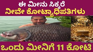 ಒಂದು ಮೀನಿನ ಬೆಲೆ 11 ಕೋಟಿ | ಈ ಮೀನು ಸಿಕ್ಕರೆ ನೀವೇ ಅದೃಷ್ಟ ಶಾಲಿಗಳು | Fish | Nonveg| fishing| Motivational