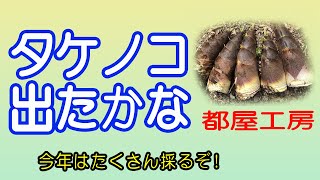 3月20日 タケノコ出たかな 都屋工房