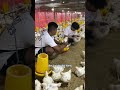 Mengatur Jadwal Vaksinasi Broiler: Tips Efektif untuk Peternak #ayambroiler