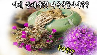 이 다육식물은 분재처럼 키울 수 있습니다! 꼭한번 키워보세요~ (덴섬)