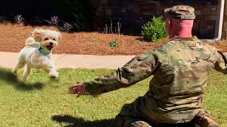 Most Heartwarming Dogs Reunions with Their Owners That Will Melt Your Heart ❤️