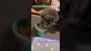 【シニア犬】脅威の食欲 #老犬 #高齢犬 #トイプードル18歳