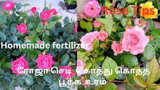 ரோஜா  செடி  பூத்துக்குலுங்க  சூப்பரான 5 டிப்ஸ்/my secret tips for rose plants/best  fertilizers