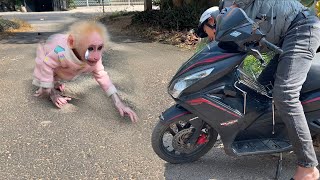 Poor baby monkey cried and ran to find Dad