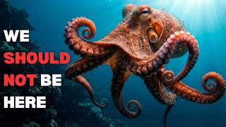 Nothing About Octopus Is Normalā¦. Hereās Why