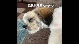 眠気が限界