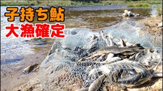 子持ち鮎捕り放題！投網ハイシーズン突入！落ち鮎大漁！　楢葉町木戸川