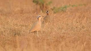 Cream-colored Courser and Indian Courser foraging together