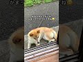 おやつくれモードの柴犬が可愛すぎる😂 柴犬 かわいい 癒し shibainu cute dog 可愛い おすすめ しばいぬ ペット おやつ