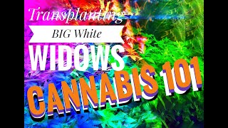 CANNABIS 101 Transplanting the BIG White Widow Plants Grow with LEDs