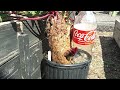 huge beet large as 2 liter soda bottle aug 2022