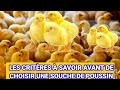 LES CRITÈRES À SAVOIR AVANT DE CHOISIR UNE SOUCHE DE POUSSIN