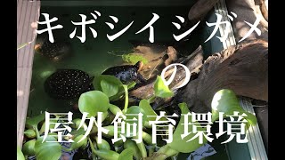 かめぞー☆ちゃんねる　４クラッチ目　キボシイシガメの屋外飼育環境