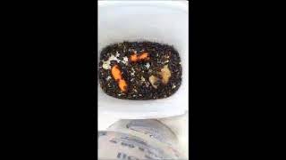 Mealworm Beetle Colony Timelapses 2019 Part #2304 17