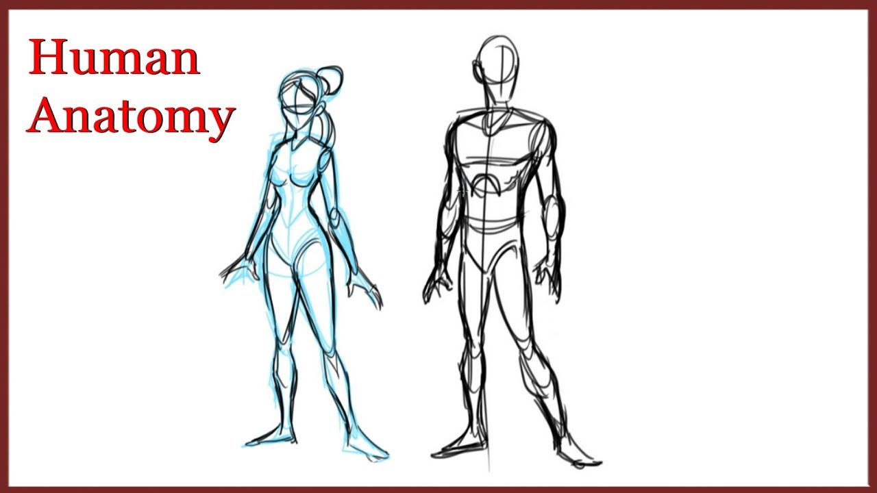 How To Draw Human Anatomy For Beginners Art Kidz Youtube
