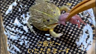 【カエル好き必見】可愛いカエル２匹の餌やり🐸