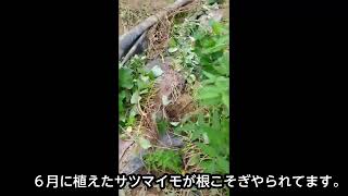 サツマイモが全滅！(イノシシ出現！)