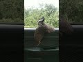 A bird and possibly its first glass window encounter. (Burung Ruak-ruak cuba melepasi cermin kaca).