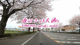 【美しすぎる】２Kmにもわたる桜並木が圧巻！鹿沼さつき大通り KANUMA satsuki oodori 2024年4月11日撮影