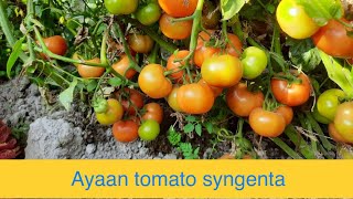 Ayaan tomato syngenta