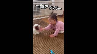 井上尚弥バリ？ #ミロミロシゲル #子ども #ほのちゃん #ももちゃん #井上尚弥