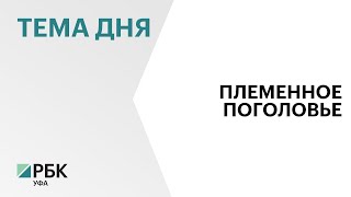 Аграрии Башкортостана могут приобрести племенное поголовье сельскохозяйственных животных