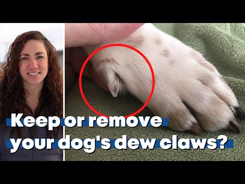 Do dew claws fall off?