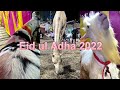 Best Eid ul Adha animal ❤️Collection of Tanveer Bhai Pakistan Bazaar | Kolkata Cow 2022