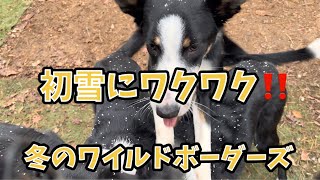 【猟師んちの6ボーダーズ】初雪にワクワク‼️冬のワイルドボーダーズ【犬たちのために二拠点生活】