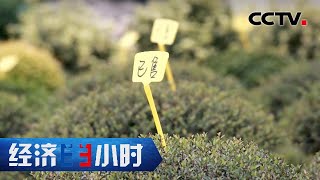 造型花木，有人能卖出10倍的价钱，秘诀何在？「经济半小时」20221124 | CCTV财经