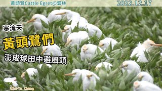 20221217 寒流天，黃頭鷺們澎成球田中避風頭【雲林黃頭鷺Cattle Egret】