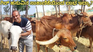 ಗಿರ್ ಹಸು ಸಾಕಾಣಿಕೆ|ದೇಸಿ ಹಸುವಿನ ಹಾಲು ಕಡಿಮೆ ಪ್ರಮಾಣದಲ್ಲಿ ಸಿಕ್ಕರು ಒಳ್ಳೆಯ ಲಾಭವಿರುತ್ತದೆ|ಇದು ಇವರ ಅನುಭವದ ಮಾತು