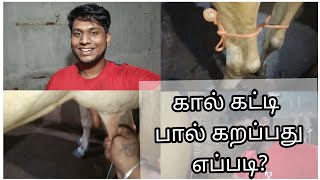 கால் அனைத்து பால் கறப்பது எப்படி?|How to take out milk from kicking cow?| தமிழில்|Aravind dairy farm