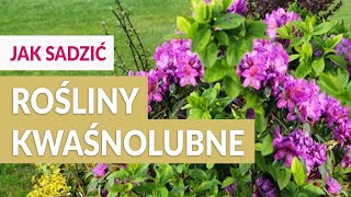 ROŚLINY KWAŚNOLUBNE - Jakie podłoże, jak sadzić?