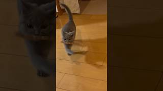 犬…いや猫か… #ブリティッシュショートヘア  #猫  #ぽんまるおなか